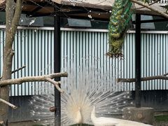 -成都动物园