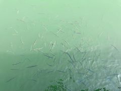 -水上明月·湖景餐厅