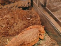 -FAIRYLAND龙族星球主题餐厅(凯丹广场店)