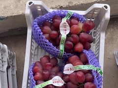 -马陆小张葡萄园农家乐