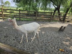 -苏州太湖西山岛开心农场