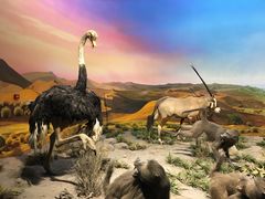 -国家自然博物馆