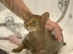 -comecome来吧宠物(奥克斯中心店)