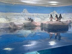 -上海海洋水族馆