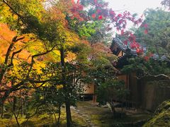 -西芳寺(苔寺)