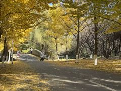 -长白岛森林公园