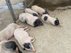 -石家庄市动物园