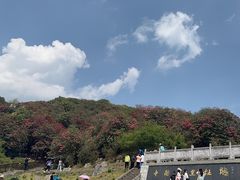 -贵州百里杜鹃风景名胜区