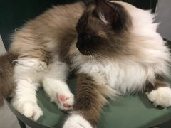 -猫儿山۰猫主题餐厅