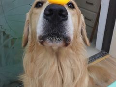 -汪说喵讲宠物乐园宠物酒店(红星美凯龙店)