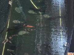 -蓝湾碧波·老字号·疍家非遗海上餐厅