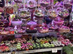 -花鸟鱼虫鲜花绿植市场(玉泉路店)
