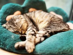 -猫咪派对(江南西店)