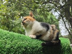 -西园戒幢律寺