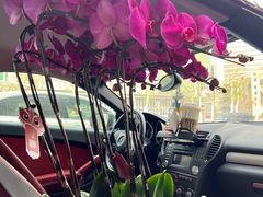 -循礼门鲜花花市(武汉循礼门店)