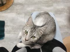 -楼上猫咖(罗湖店)