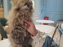 -安格丽娜·狗咖·猫咖羊驼咖(春熙路百盛商场店)