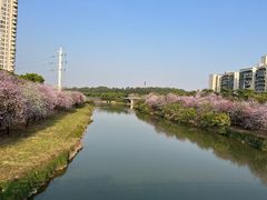 -广东花都湖国家湿地公园