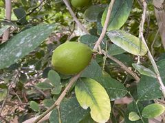 -南通洲际绿博园