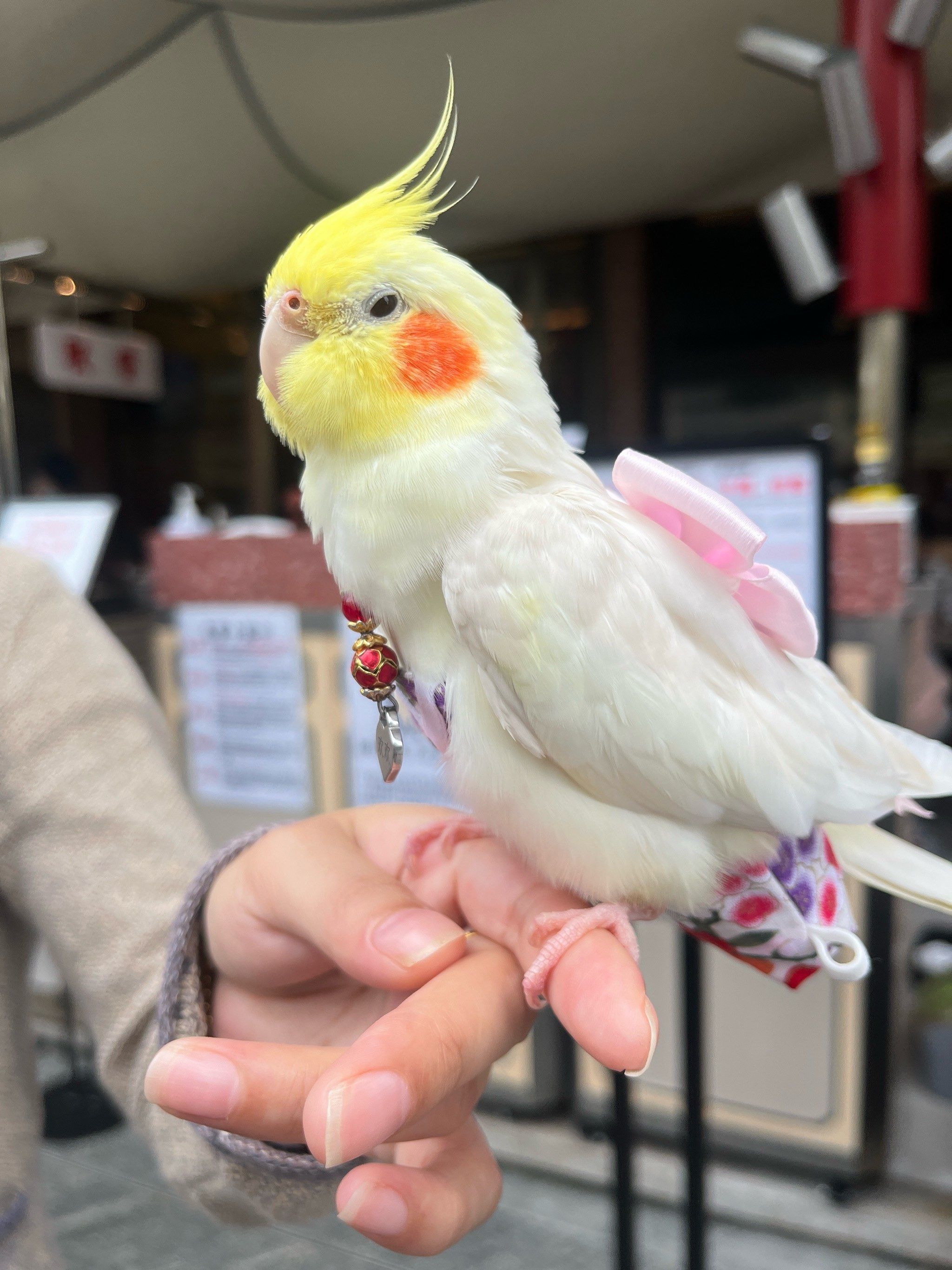 小鹦鹉🦜真的好可爱!