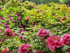 -洛阳市隋唐城遗址植物园