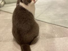 -猫儿山۰猫主题餐厅