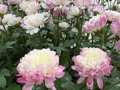 -凤来栖·净庭院·火锅(欧尚店)