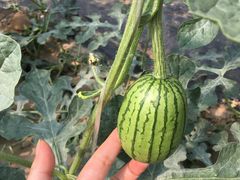 -庞各庄翠芳园西瓜蔬菜基地采摘园