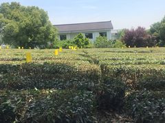 -中国茶叶博物馆(双峰馆区)