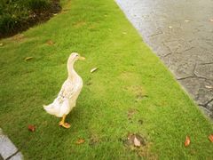 -上海共青森林公园