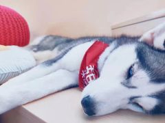 -Husky Go! 哈士奇体验馆·宠物咖啡厅狗咖