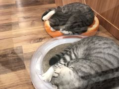 -袖虎·猫馆(体育西路店)