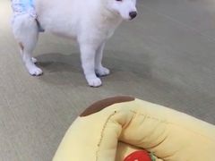 -逗柴咖啡屋·狗咖猫咖宠物桌游