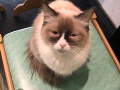 -猫色咖啡·猫咖