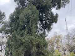 -武侯墓风景区