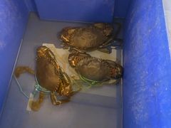 -毛里求斯小四川餐厅总店