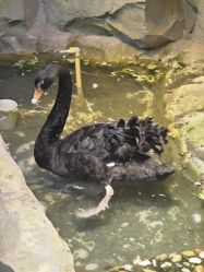 -酷嗒动物文化乐园(cutezoo西溪乐天城店)