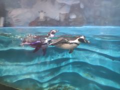 -锦艺城海洋馆