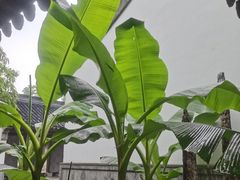 -江宁织造博物馆