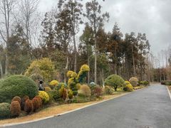 -东平国家森林公园