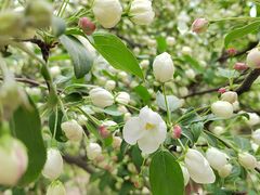 -海棠花溪(元大都城垣遗址公园)