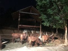 -清迈夜间动物园
