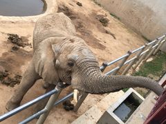-西霞口神雕山野生动物世界
