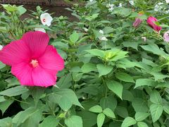 -大兴滨河森林公园