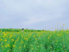 -光明小镇欢乐田园