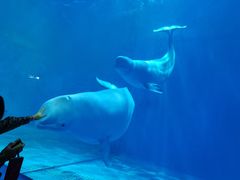 -多彩贵州城极地海洋世界