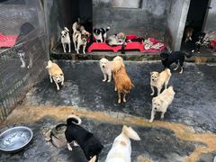 -成都爱之家动物救助中心
