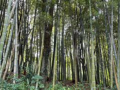 -天目湖涵田半山温泉