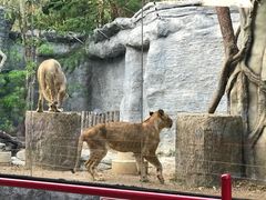 -清迈夜间动物园