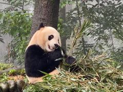 -中国大熊猫保护研究中心雅安碧峰峡基地